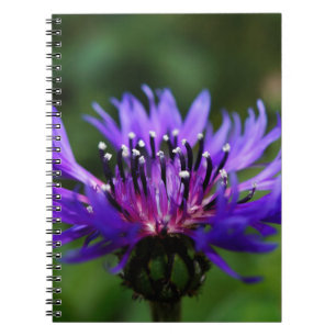 Blaue Kornblumen-Blüten Frieden Liebe Schicksal Notizblock