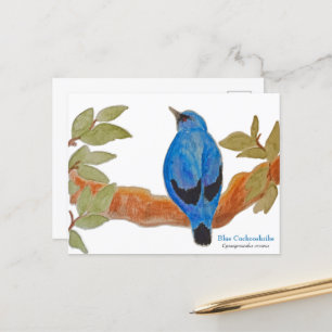 Blaue Kuckoshrike Afrikanischer Vogel Postkarte