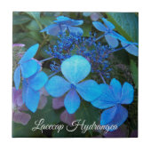 Blaue Lacecap-Hortensien-Blüte Fliese (Vorderseite)