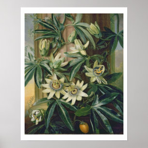 Blaue Leidenschafts-Blume für den "Tempel der Poster