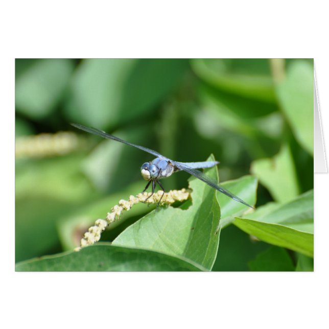 Blaue Libelle (Vorderseite (Horizontal))