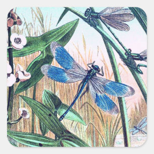 Blaue Libelle am Teich Vintage-Illustration Quadratischer Aufkleber