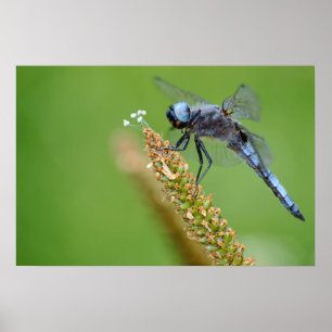 Blaue Libelle auf Gras Poster