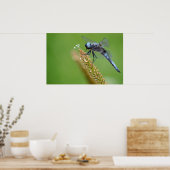 Blaue Libelle auf Gras Poster (Küche)