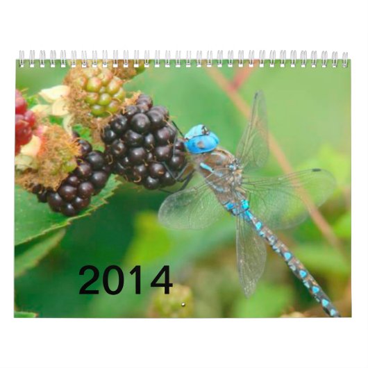 Blaue Libelle, die Himbeerkalender isst Kalender (Titelbild)