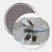 Blaue Libelle Magnet (Vorderseite/Rückseite)