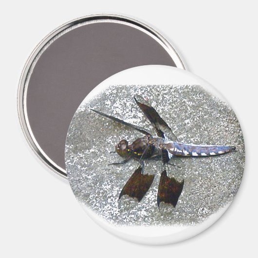 Blaue Libelle Magnet (Vorderseite/Rückseite)