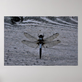 Blaue Libelle Poster