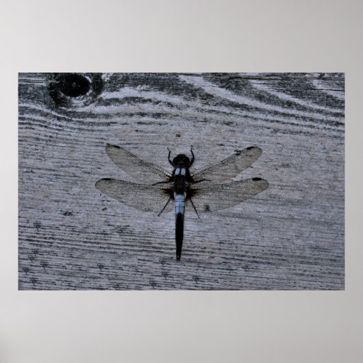 Blaue Libelle Poster (Vorne)