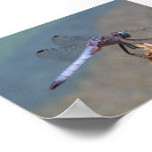 Blaue Libelle Poster (Ecke)