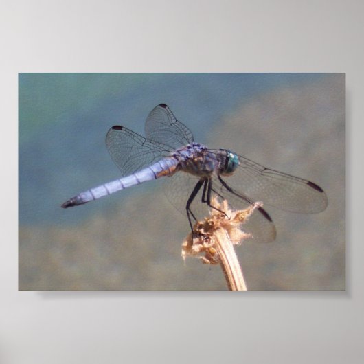 Blaue Libelle Poster (Vorne)