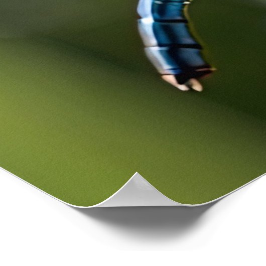 Blaue Libelle Poster (Ecke)