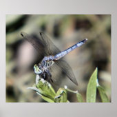 Blaue Libelle Poster (Vorne)