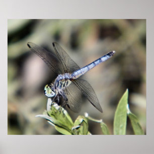 Blaue Libelle Poster