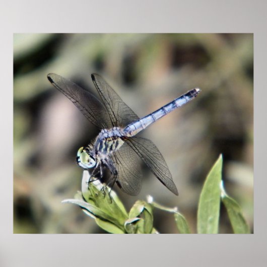 Blaue Libelle Poster (Vorne)