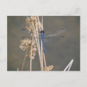 Blaue Libelle Postkarte (Vorderseite)