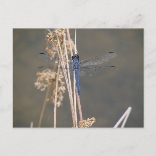 Blaue Libelle Postkarte (Vorderseite)