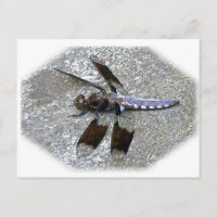 Blaue Libelle