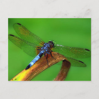 Blaue Libelle Postkarte