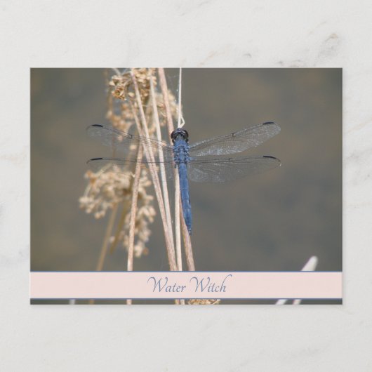 Blaue Libelle Postkarte (Vorderseite)