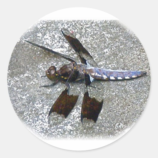 Blaue Libelle Runder Aufkleber (Vorderseite)