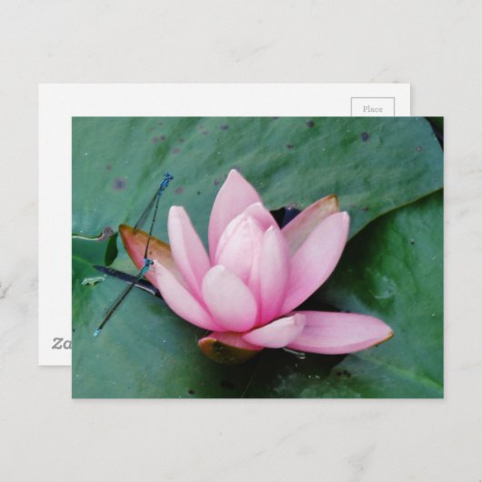 Blaue Libellen auf einer rosa Lotus-Blume Postkarte (Vorne/Hinten)