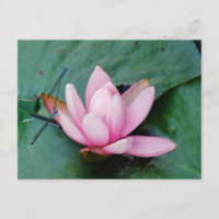 Blaue Libellen auf einer rosa Lotus-Blume