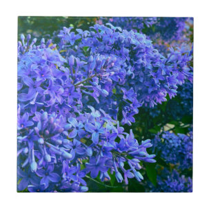 Blaue lila Flieder romantische blaue Blumenfoto Fliese