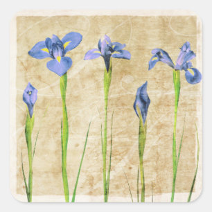 Blaue Lila Iris Blume Brauner Hintergrund Quadratischer Aufkleber