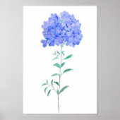 Blaue lila Plumbago auriculata Blume Wasserfarbe Poster (Vorne)