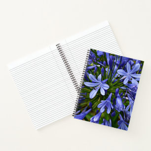 Blaue Lilie des Nils Agapanthus Floral Notizblock