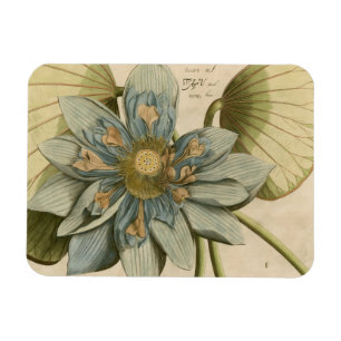 Blaue Lotusblüte auf braunem Hintergrund mit Schri Magnet
