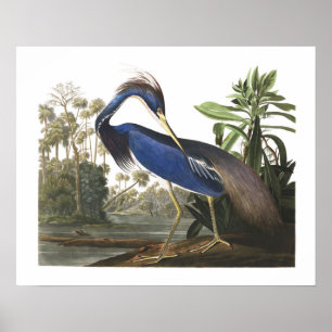 Blaue Louisiana Reiher Vogel Illustration Poster