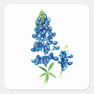 Blaue Lupine Quadratischer Aufkleber