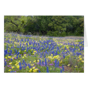 Blaue Lupinen, Primel und Phlox
