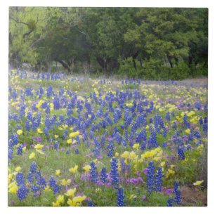 Blaue Lupinen, Primel und Phlox Fliese
