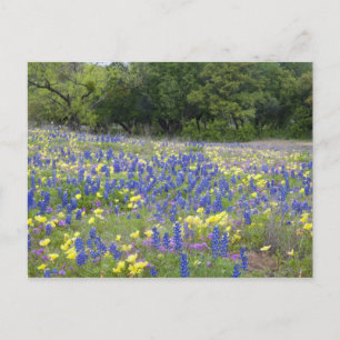 Blaue Lupinen, Primel und Phlox Postkarte