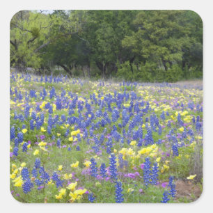 Blaue Lupinen, Primel und Phlox Quadratischer Aufkleber