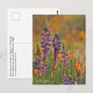 Blaue Lupinenblüten der Wüste und orangefarbene Mo Postkarte