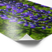 Blaue Lupines Fotodruck (Ecke)