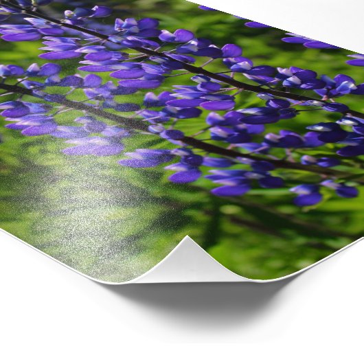 Blaue Lupines Fotodruck (Ecke)