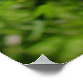 Blaue Lupines Poster (Ecke)