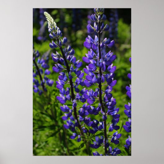 Blaue Lupines Poster (Vorne)