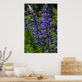 Blaue Lupines Poster (Küche)