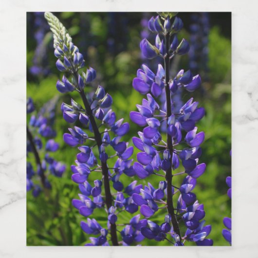 Blaue Lupines Weinetikett (Einzelnes Label)
