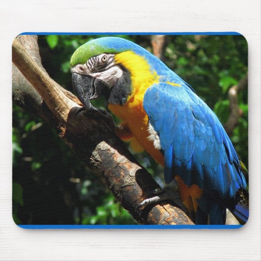 Blaue Macaw-Mausunterlage Mousepad (Vorne)