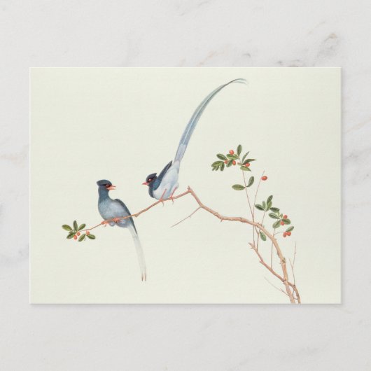 Blaue Maiskolben, rote Früchte Postkarte (Vorderseite)