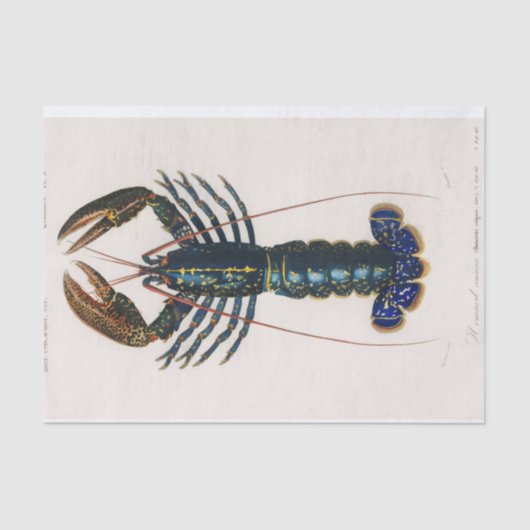 Blaue Meeresraube Seidenpapier (Vorderseite)