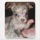 Blaue Merle Chihuahua 1 Mousepad (Vorne)
