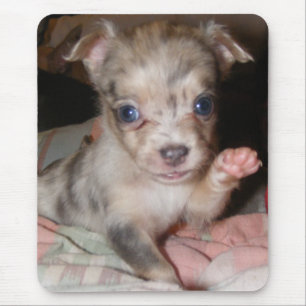 Blaue Merle Chihuahua 1 Mousepad